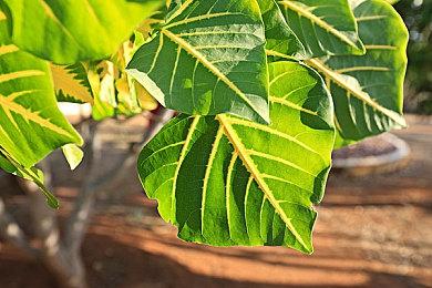 ROG官宣：射击世界冠军杨皓然为ROG竞技大使